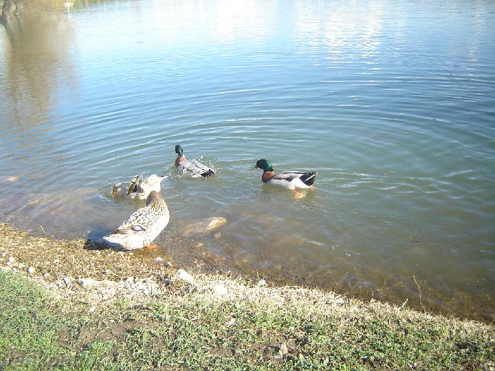 DSC06387.JPG