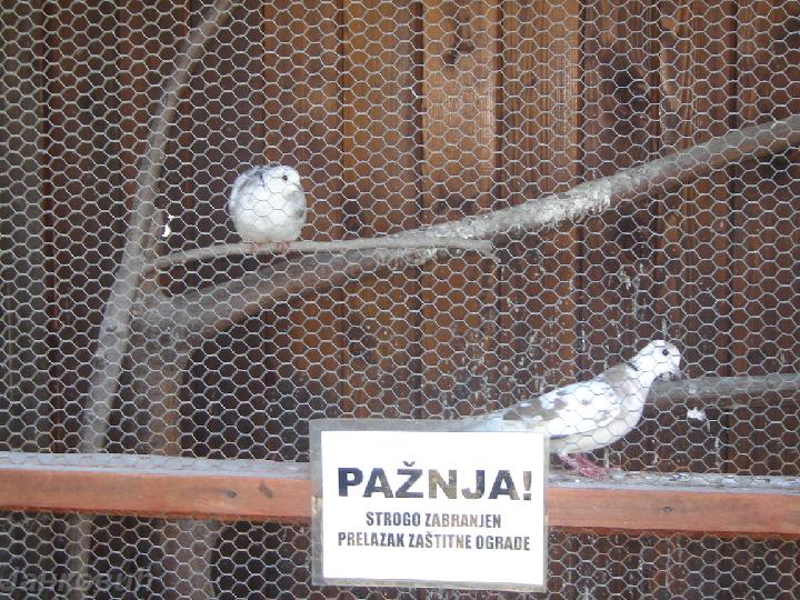 DSC06427.JPG