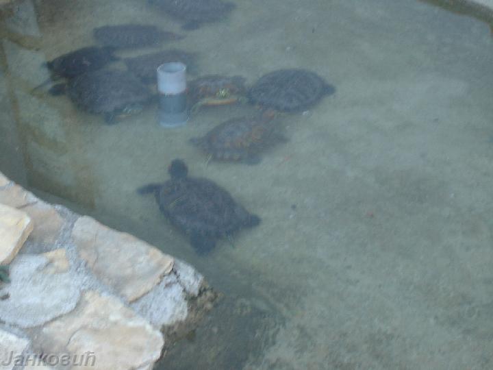 DSC06500.JPG