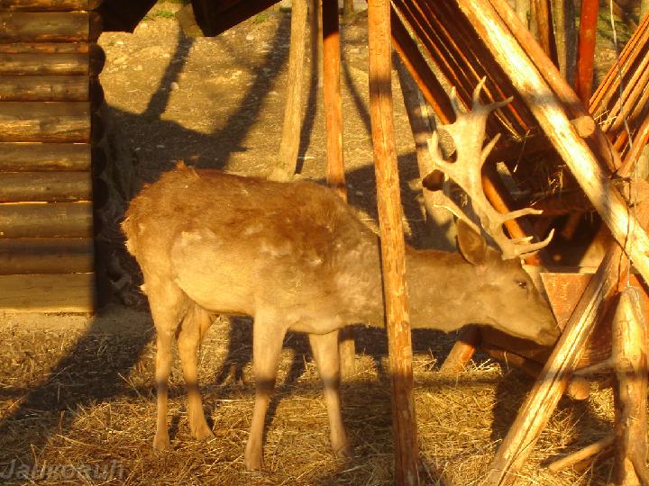 DSC06529.JPG