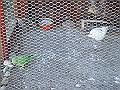 DSC06425