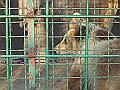 DSC06509