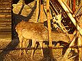 DSC06529